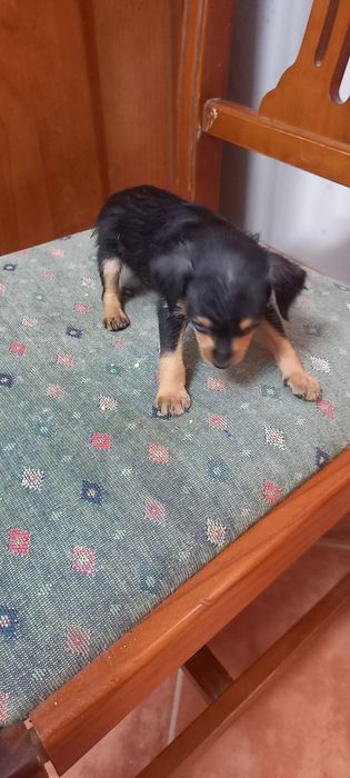 Pinscher x Yorkshire
