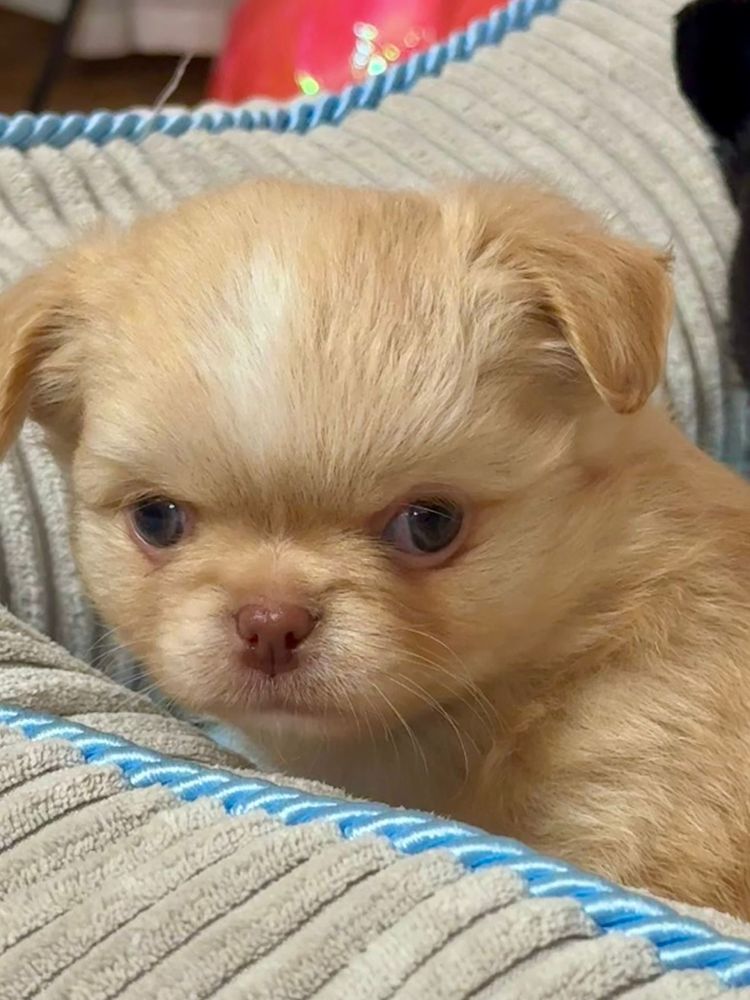 Chihuahua chłopiec FCI
