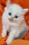 Niebieska kotka ragdoll po International Champion z rodowodem FPL/FIFE