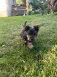 Suczka Yorkshire Terrier