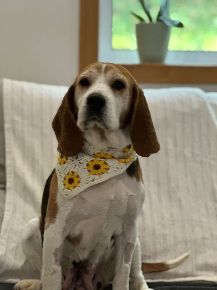 Cadela para adoção