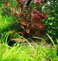 Ludwigia mini sp. Super Red, piękna roślina akwariowa