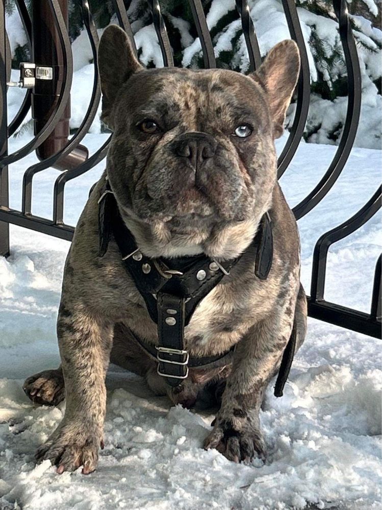 Buldog Francuski