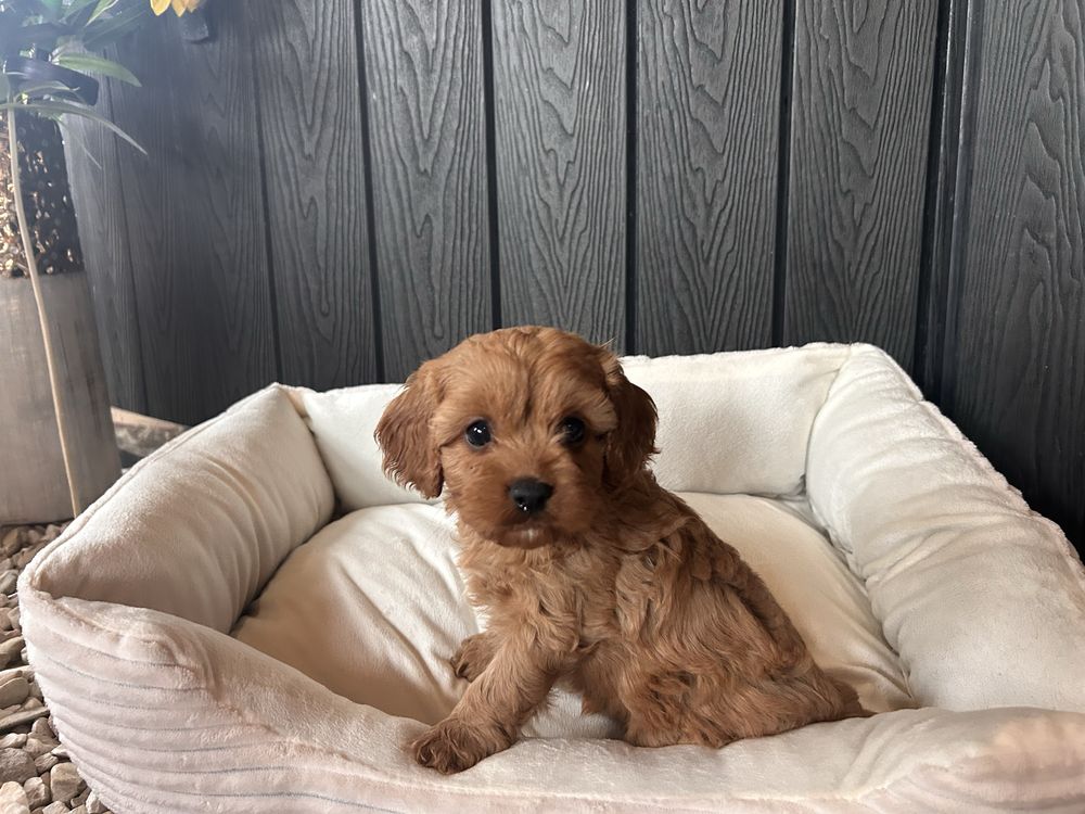 Cavapoo sunia F1