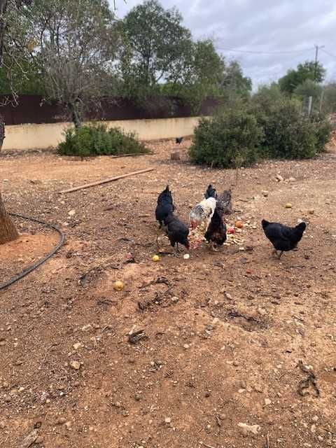 Galinhas para venda