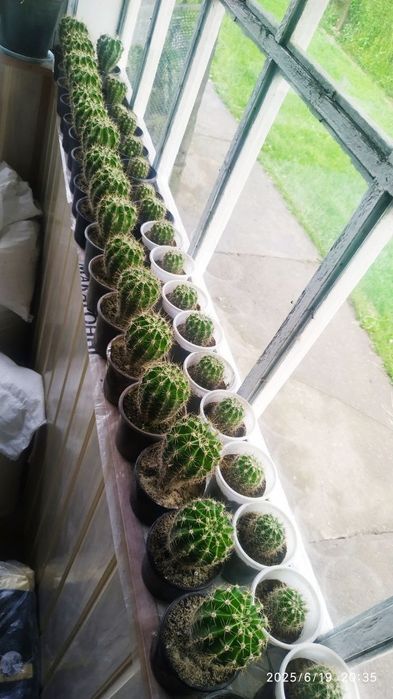 Кактус ехінопсис сукулент вазонок