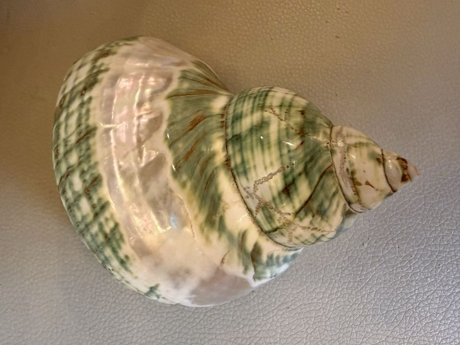 Ракушка мушля 14 см