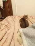 Adoção de gata dócil