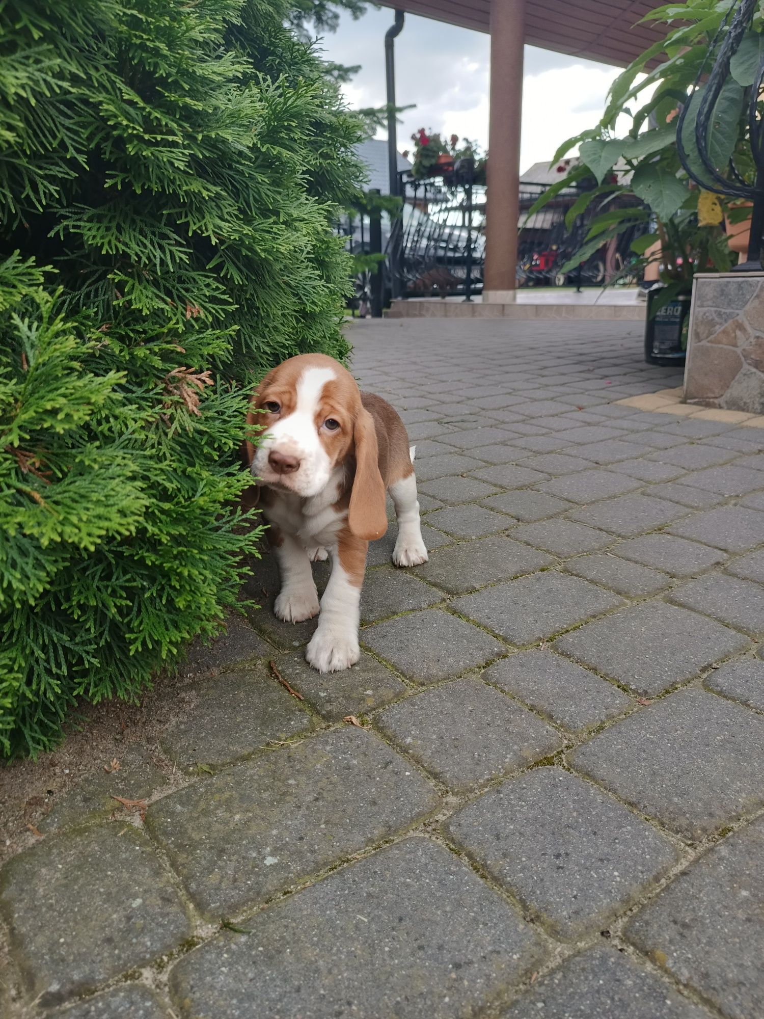 Szczeniak Beagl ( dziewczynka)