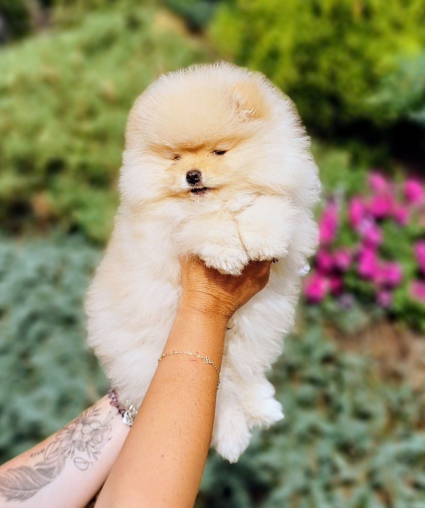 Cudowny, mały miś szpic miniaturowy - pomeranian ZKwP/FCI
