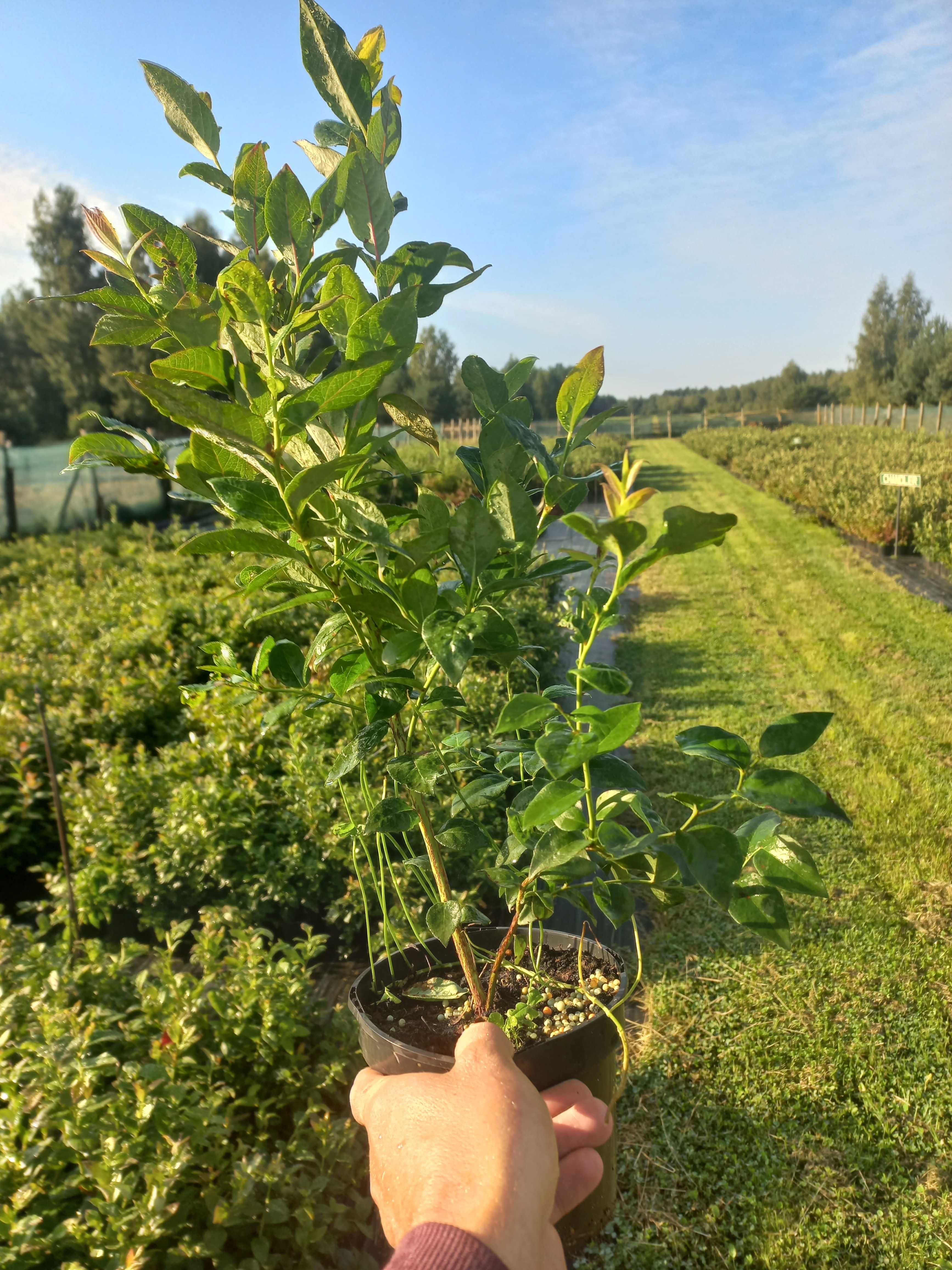 Sadzonki borówki amerykanskiej 2 latek