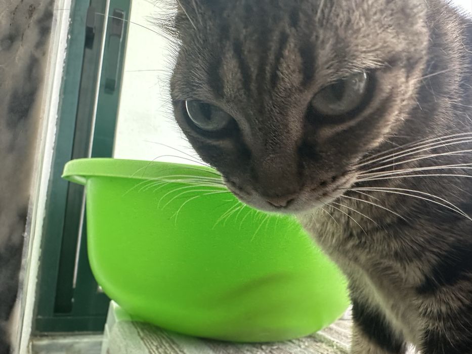 para adoção responsável