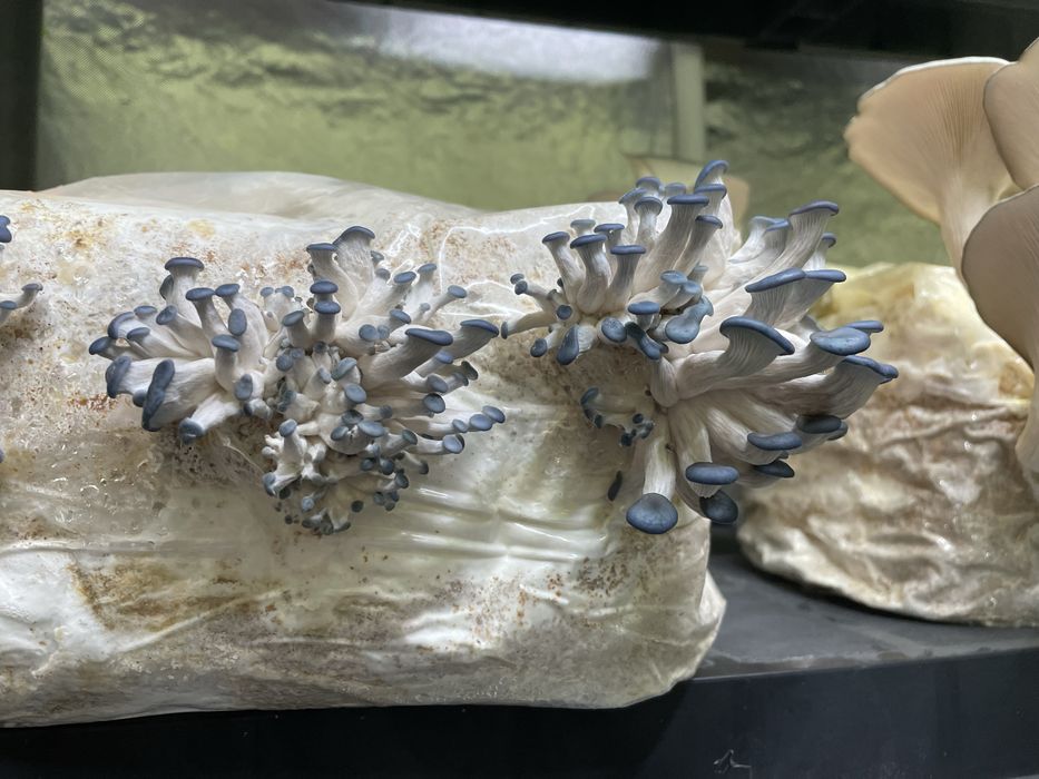 Grzybnia growkit Soplowka jeżowata, Reishi, boczniak