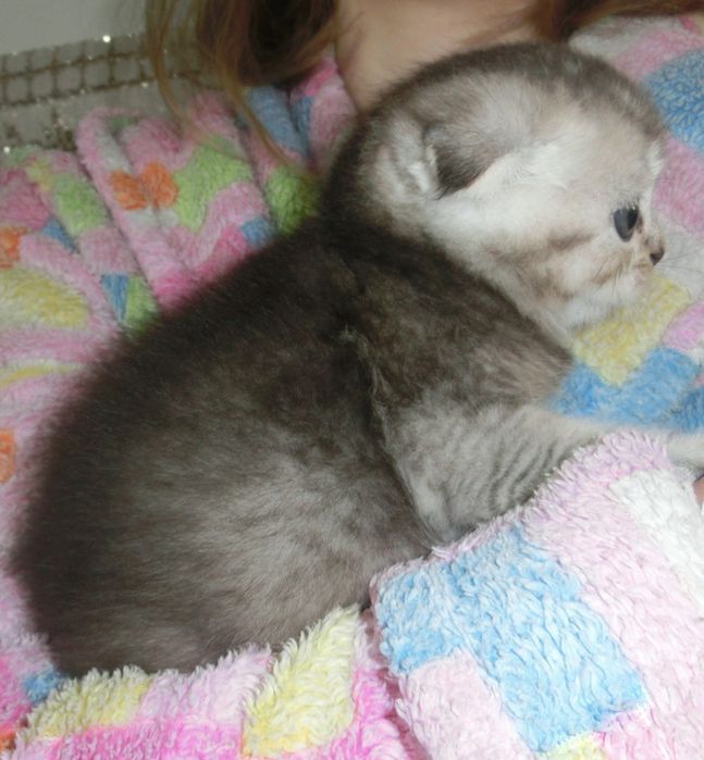 Чудові шотландські кошенята