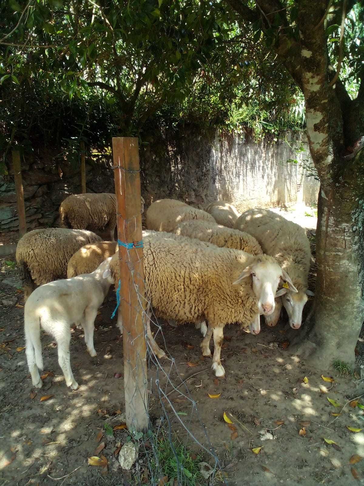 Vendo borregos bem criados!