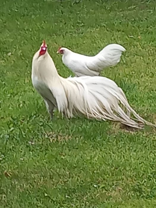 Kogut Feniks duży