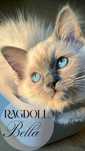 Kotka Ragdoll Bella przytulaśna