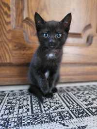 Kot dachwiec czarny - kotka