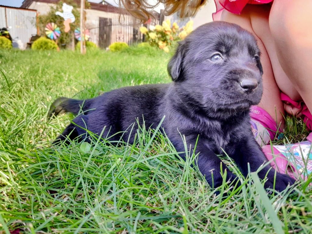 Labrador szczeniak