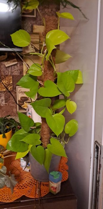 Кімнатні рослини зрізом