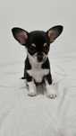 Chihuahuas brevemente
