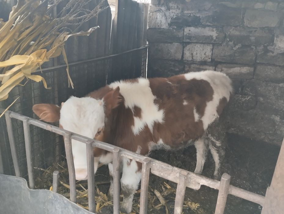 Продам бичка 14000