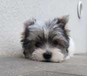 York Yorkshire Terrier Biewer MORKIE