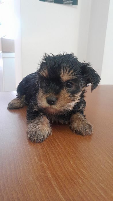 Szczeniak York szuka domu