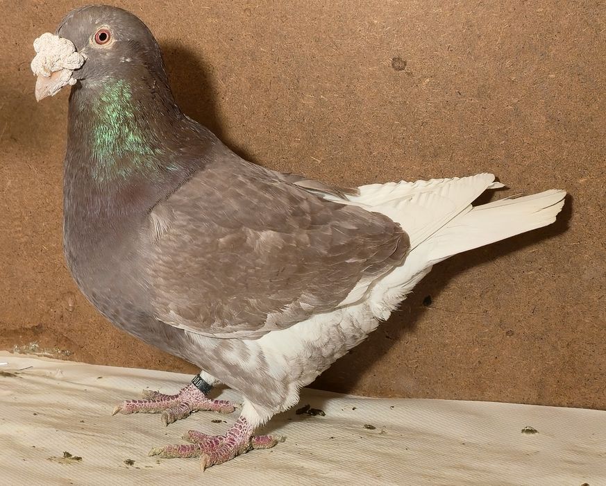 Staropolskie zwierzeta - ogł nr 1.