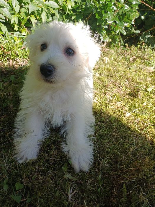 West highland white terrier