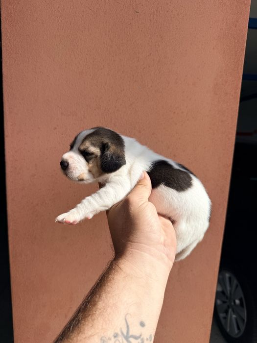 Beagle Tri color Menino