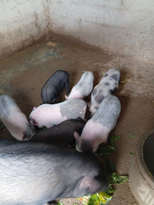 Leitões vietnamitas para venda