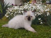 Piękna koteczka Ragdoll.