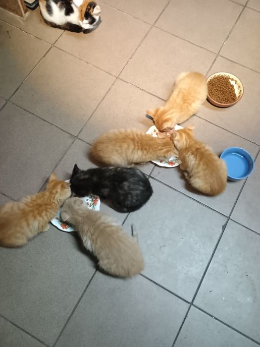 Oddam koty 3 miesięczne