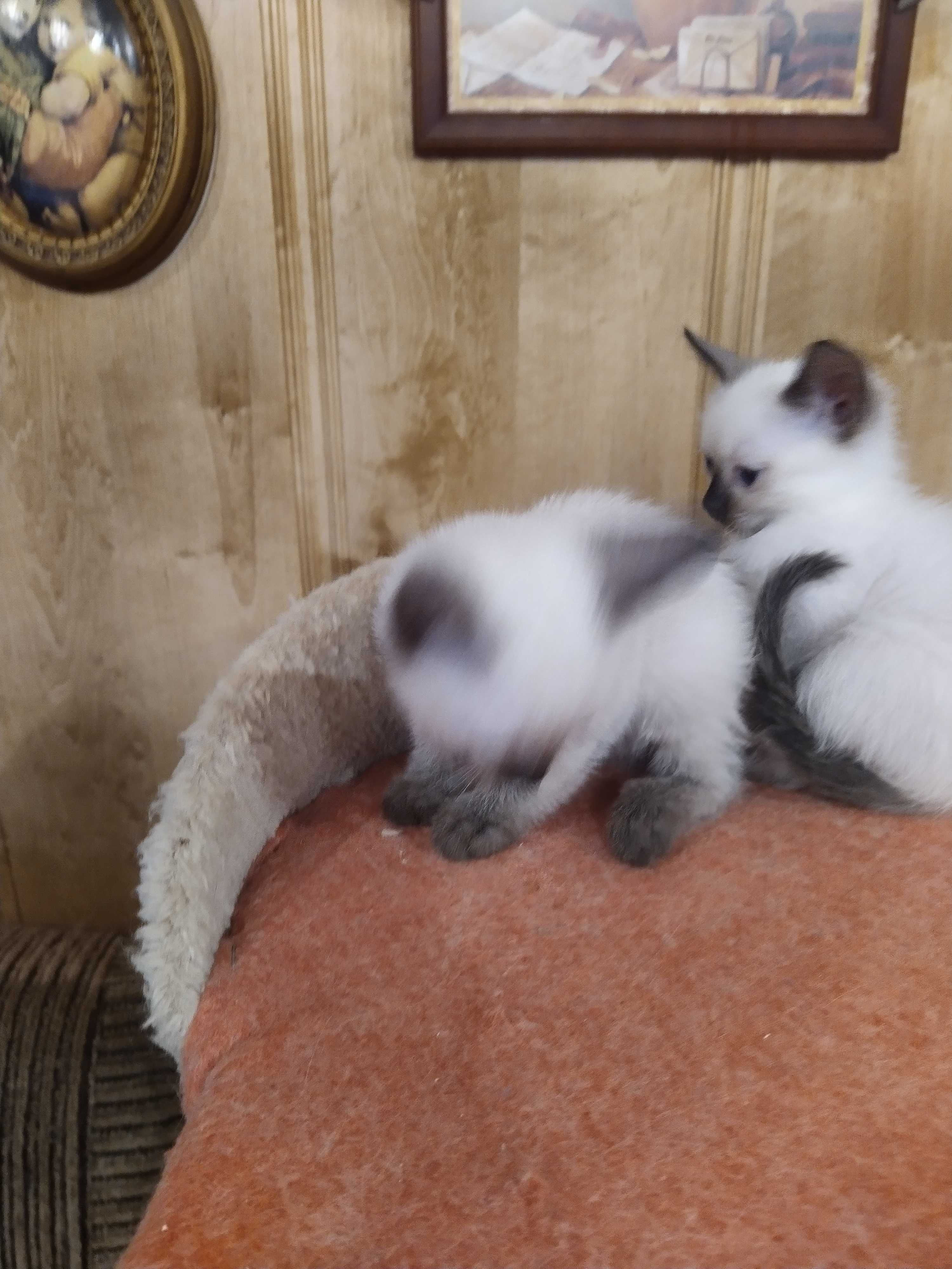 Продам сіамське кошення котення котята.