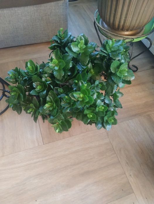 Красиві вазони для дому