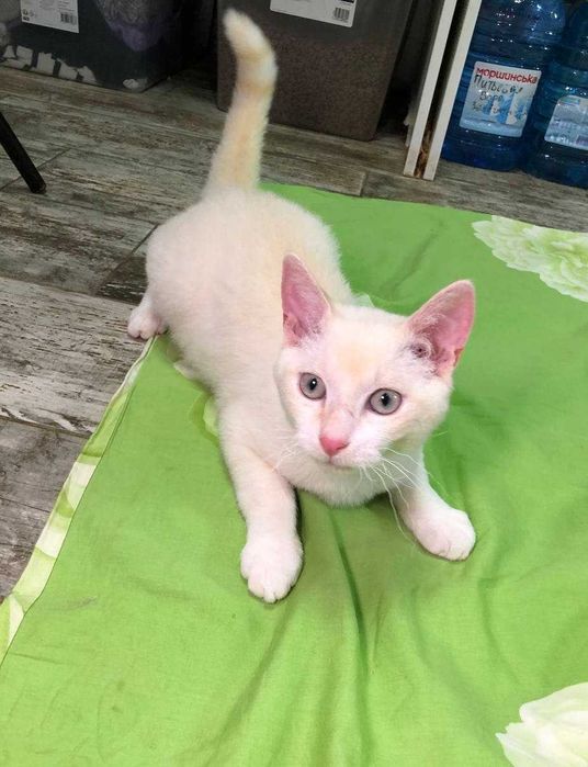 Уникальный маленький, голубоглазый котёночек Сахарочек, 4 месяца