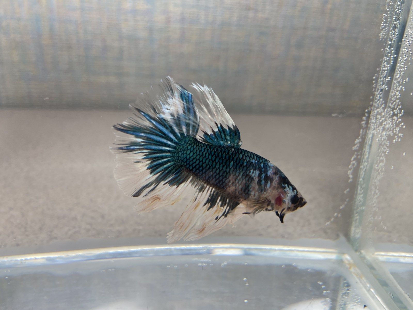 Рыбка петушок. Betta splendens. Рибка півник