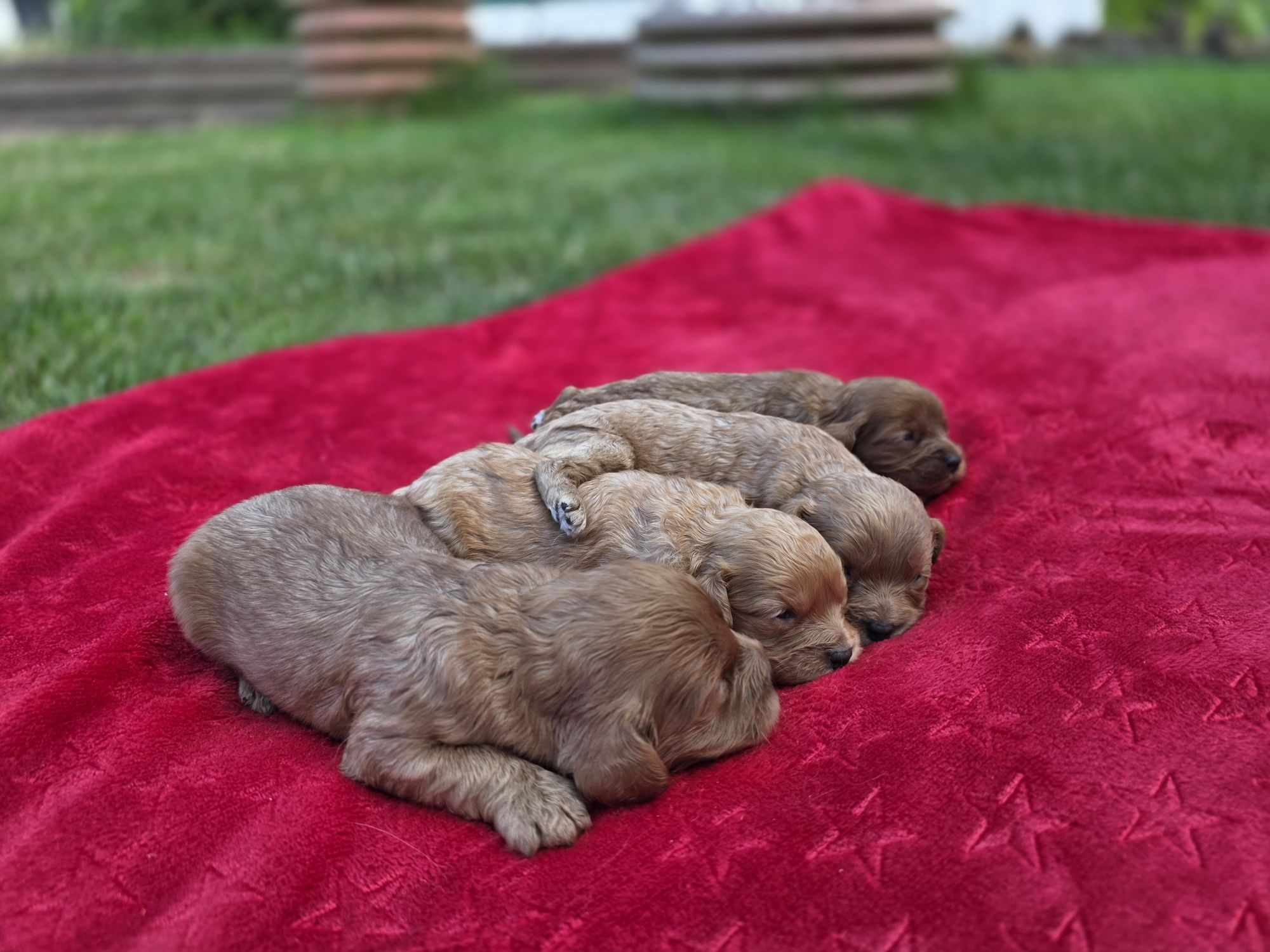 Cavapoo f1  piesek