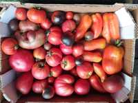 Pomidory odmiany kolekcjonerskie sadzonki