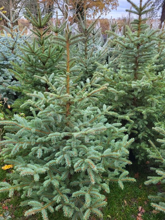 Choinki,choinka,świerki, jodła kaukaska, świerk srebrny w doniczkach