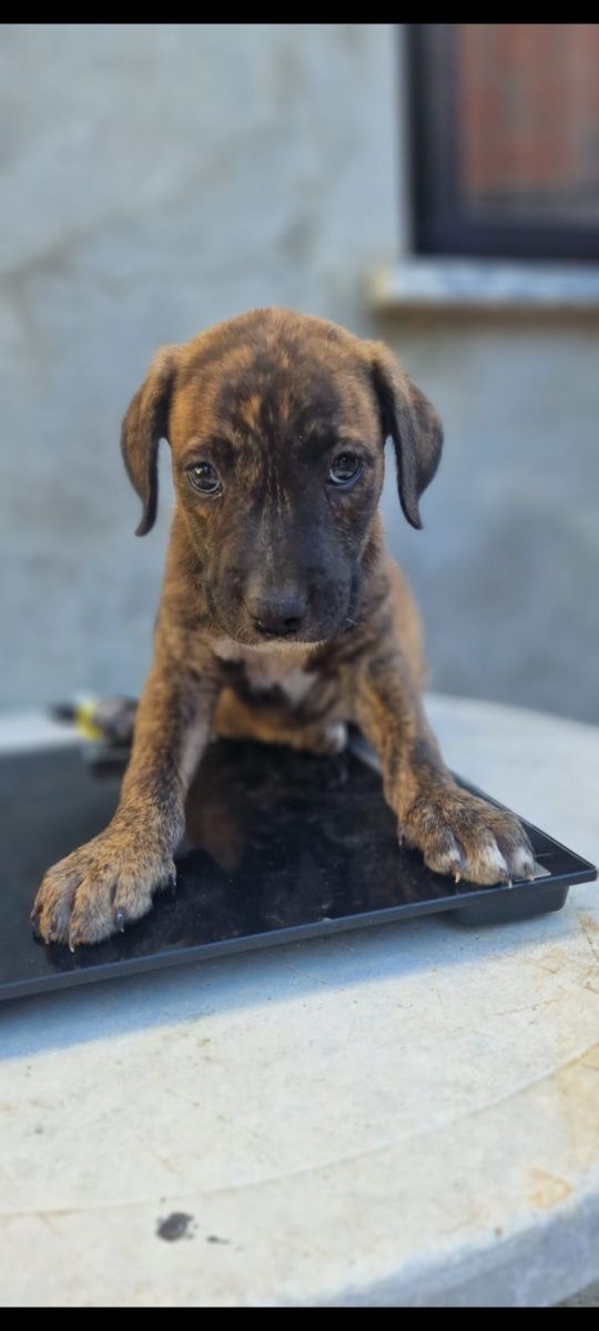 Cães para adoção