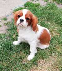 Cavalier king charles spaniel dziewczynka