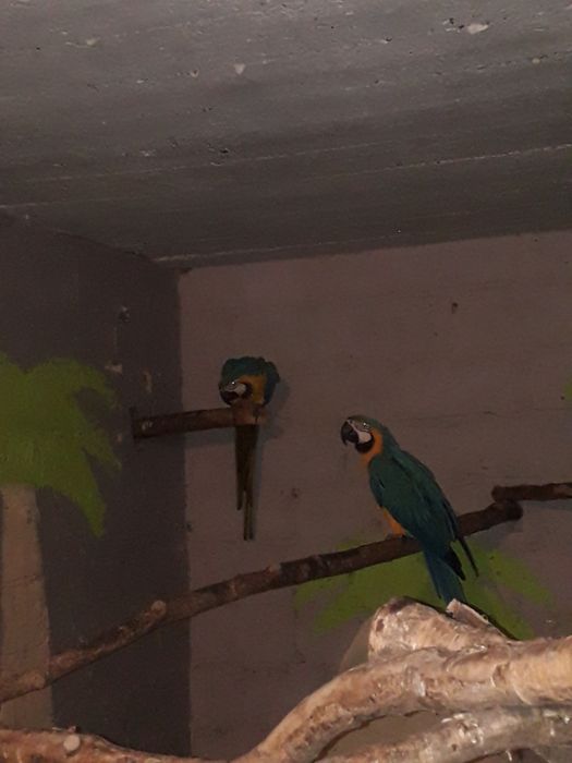 Ary ararauny sprzedam