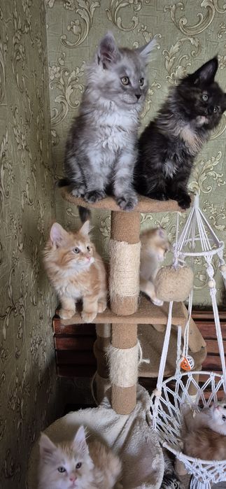 Истинные Мейн куни