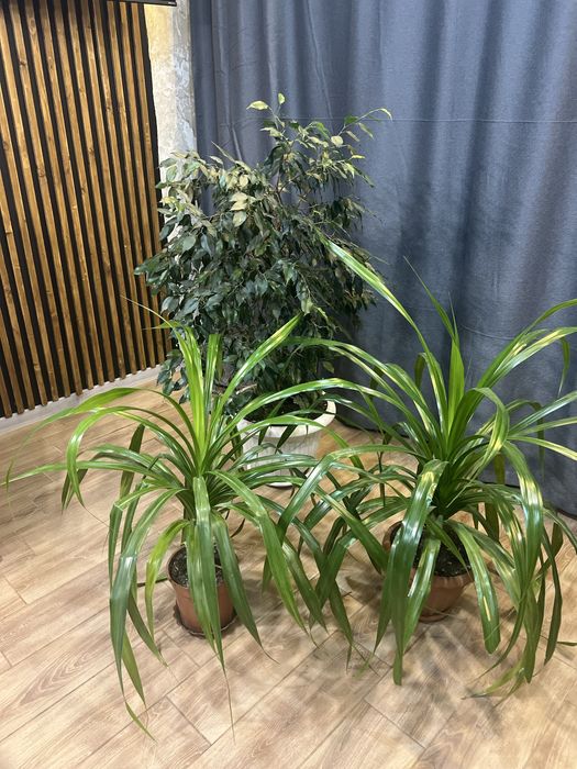 Продам шикарний Панданус