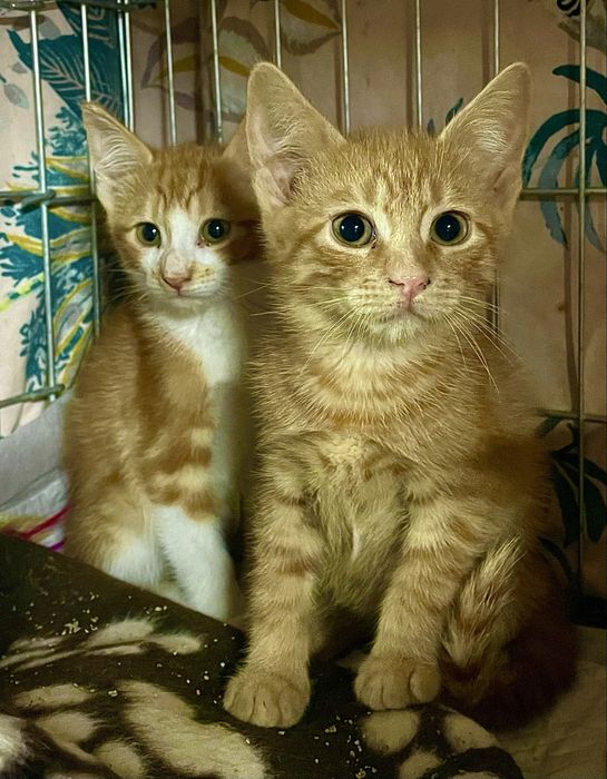 Котенок маленький мальчик ярко рыжий кошеня яскраво рудий хлопчик