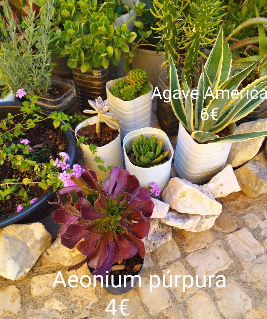 Aeonium púrpura, vários tamanhos