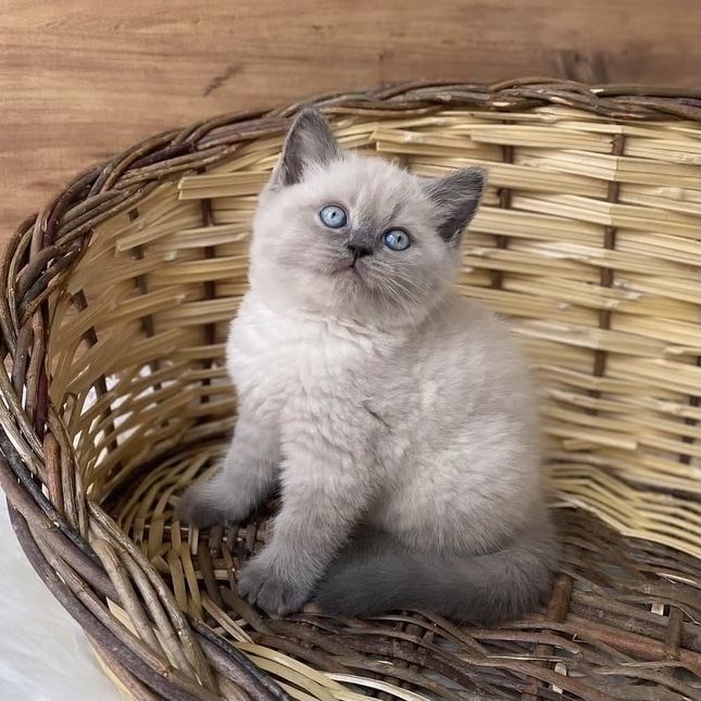 Дуже гарні кошенята