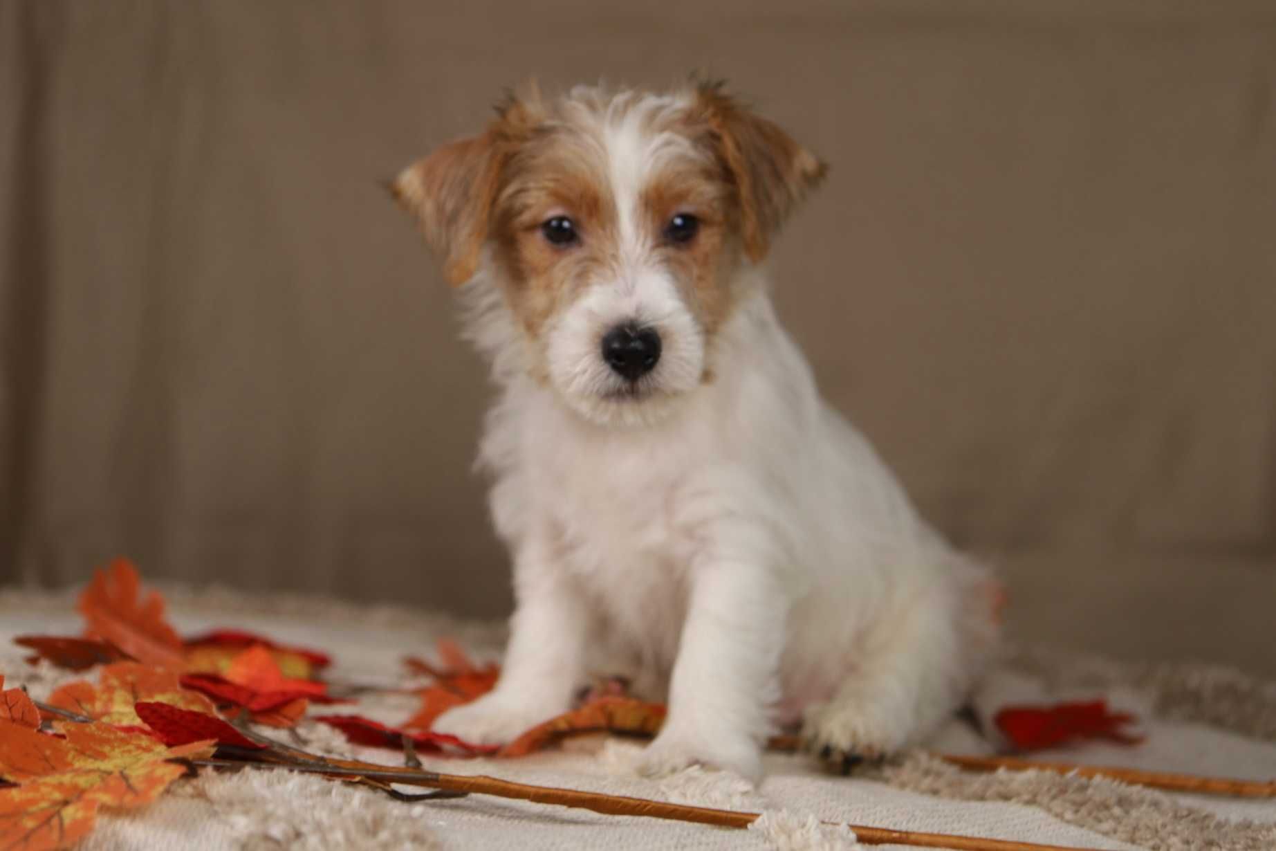 piesek Jack Russell terrier ZKWP/FCI szorstkowłosy